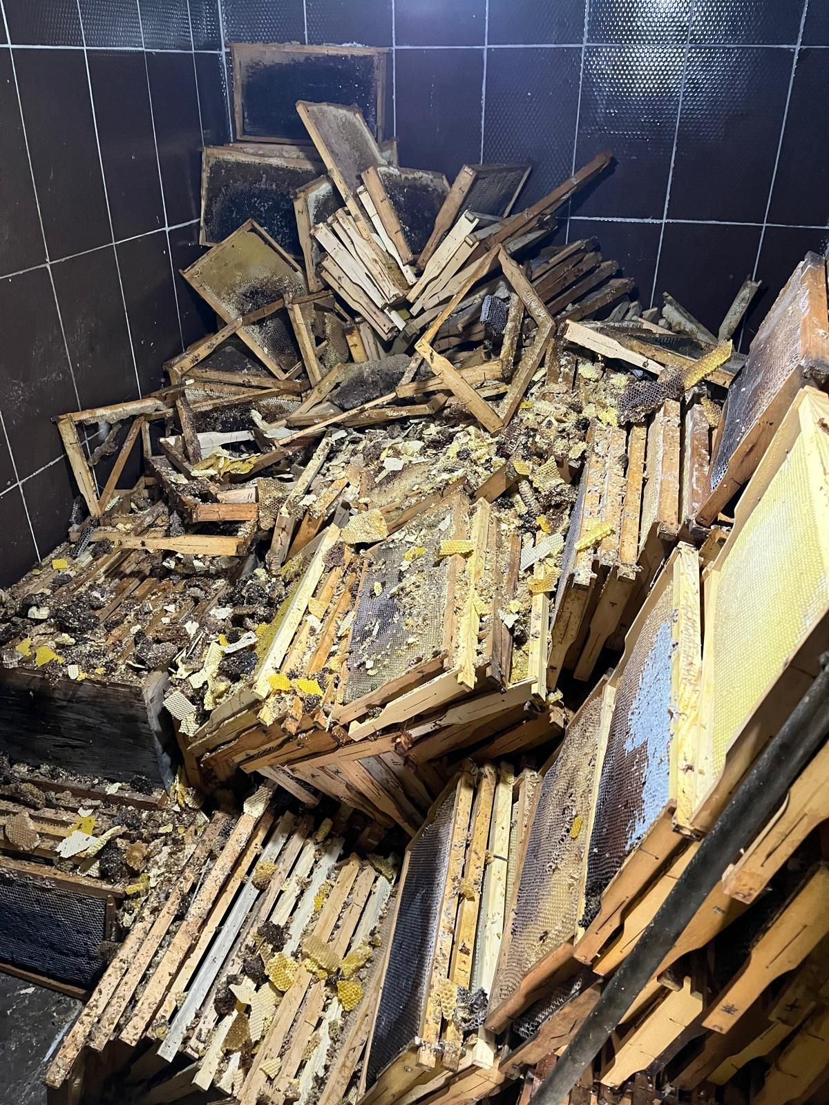 Rize'de kış uykusundan uyanan ayılar evlere dadandı, 30 hanede yiyecek aramışlar - Sayfa 4