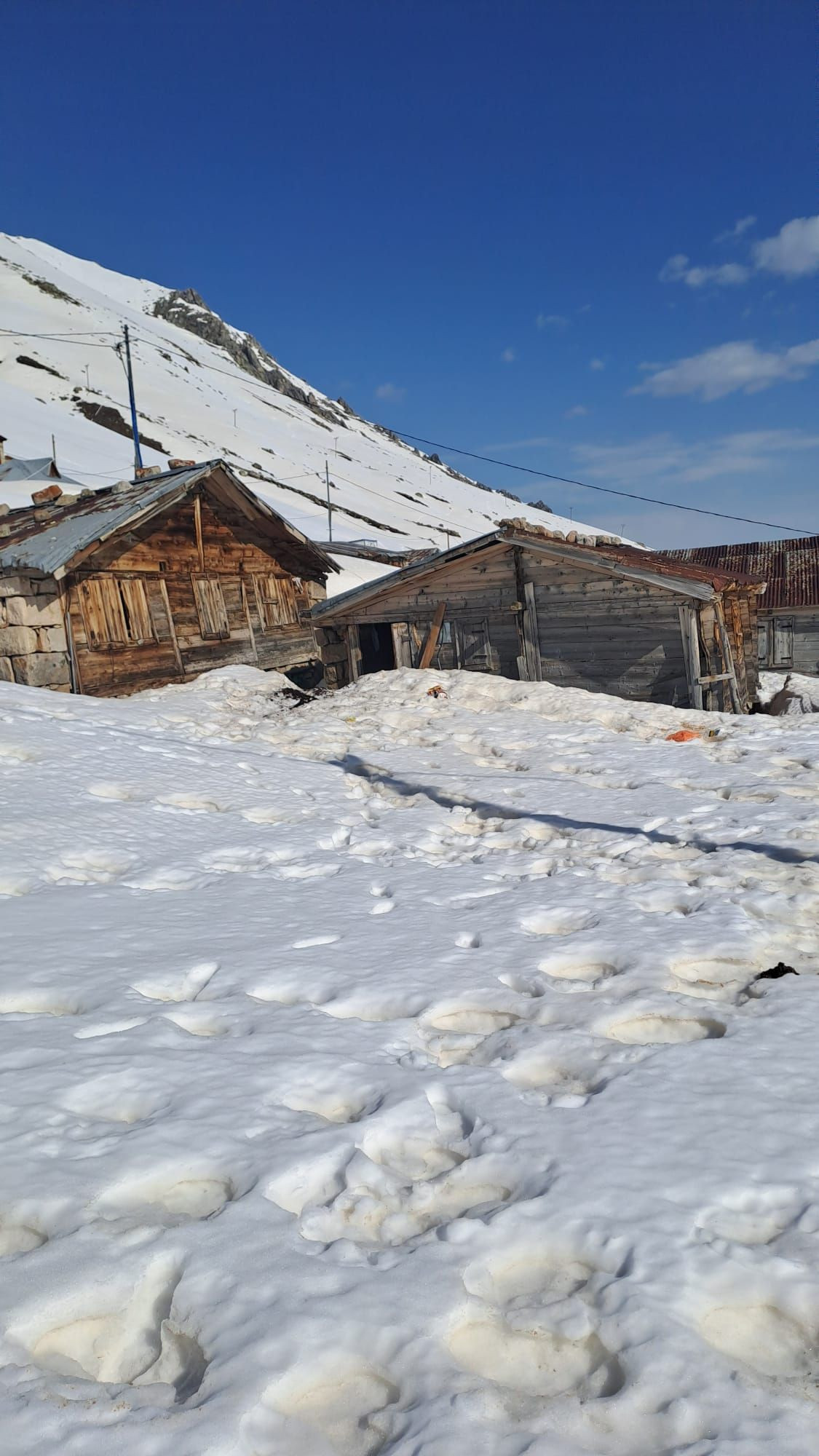Rize'de kış uykusundan uyanan ayılar evlere dadandı, 30 hanede yiyecek aramışlar - Sayfa 2