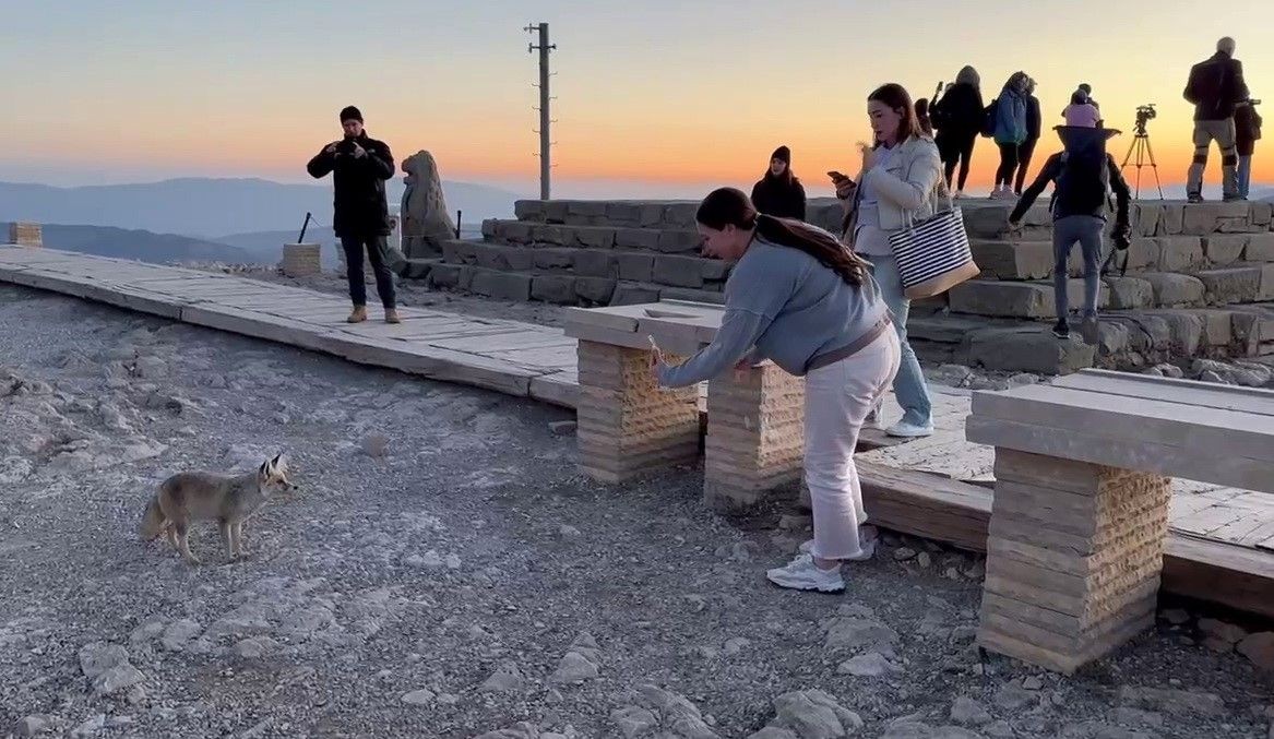 Nemrut Dağı’nda sevimli misafir! Tilki, turistleri büyüledi - Sayfa 1