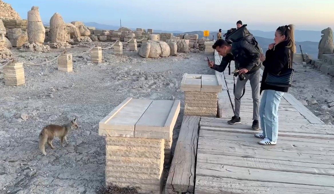 Nemrut Dağı’nda sevimli misafir! Tilki, turistleri büyüledi - Sayfa 2