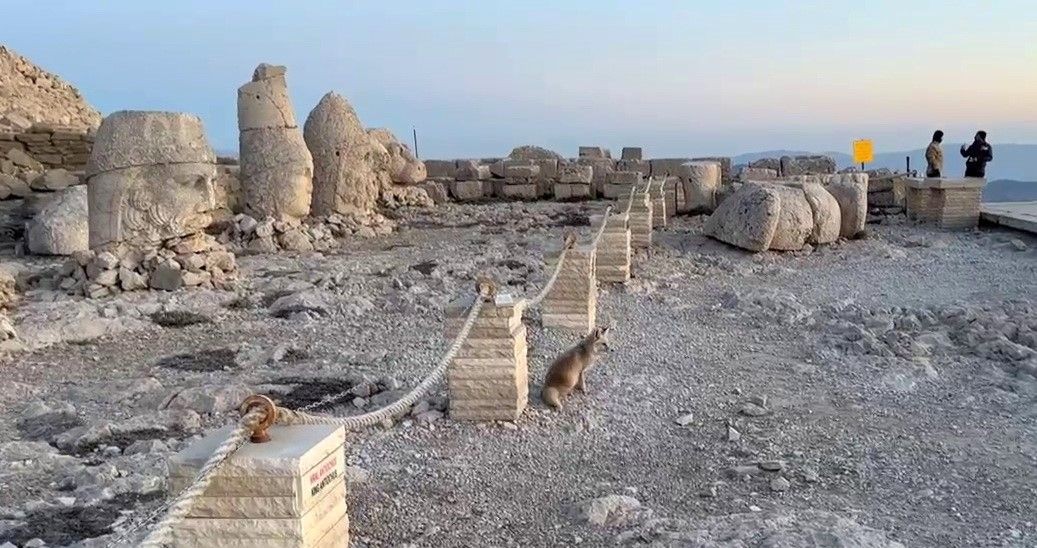 Nemrut Dağı’nda sevimli misafir! Tilki, turistleri büyüledi - Sayfa 4