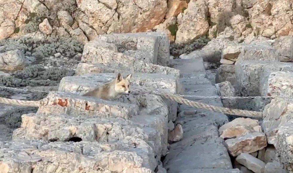 Nemrut Dağı’nda sevimli misafir! Tilki, turistleri büyüledi - Sayfa 5