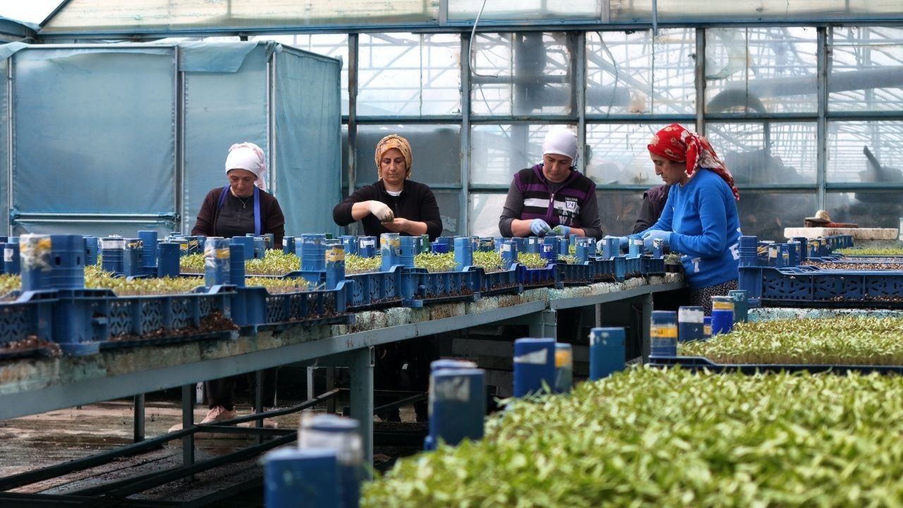 Erzincan’da tarım devrimi! Milyonlarca sebze fidesi profesyonel seralarda yetişiyor - Sayfa 1