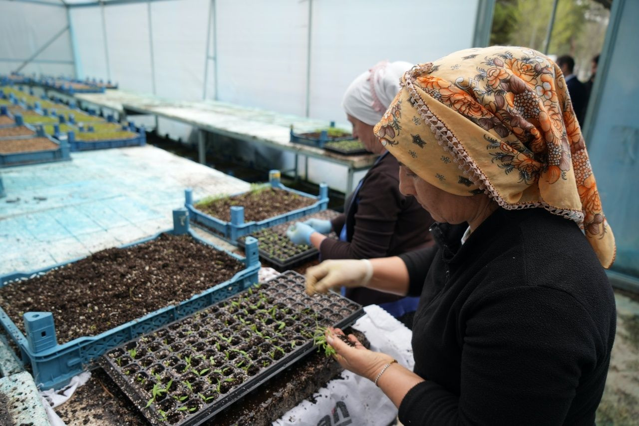 Erzincan’da tarım devrimi! Milyonlarca sebze fidesi profesyonel seralarda yetişiyor - Sayfa 5
