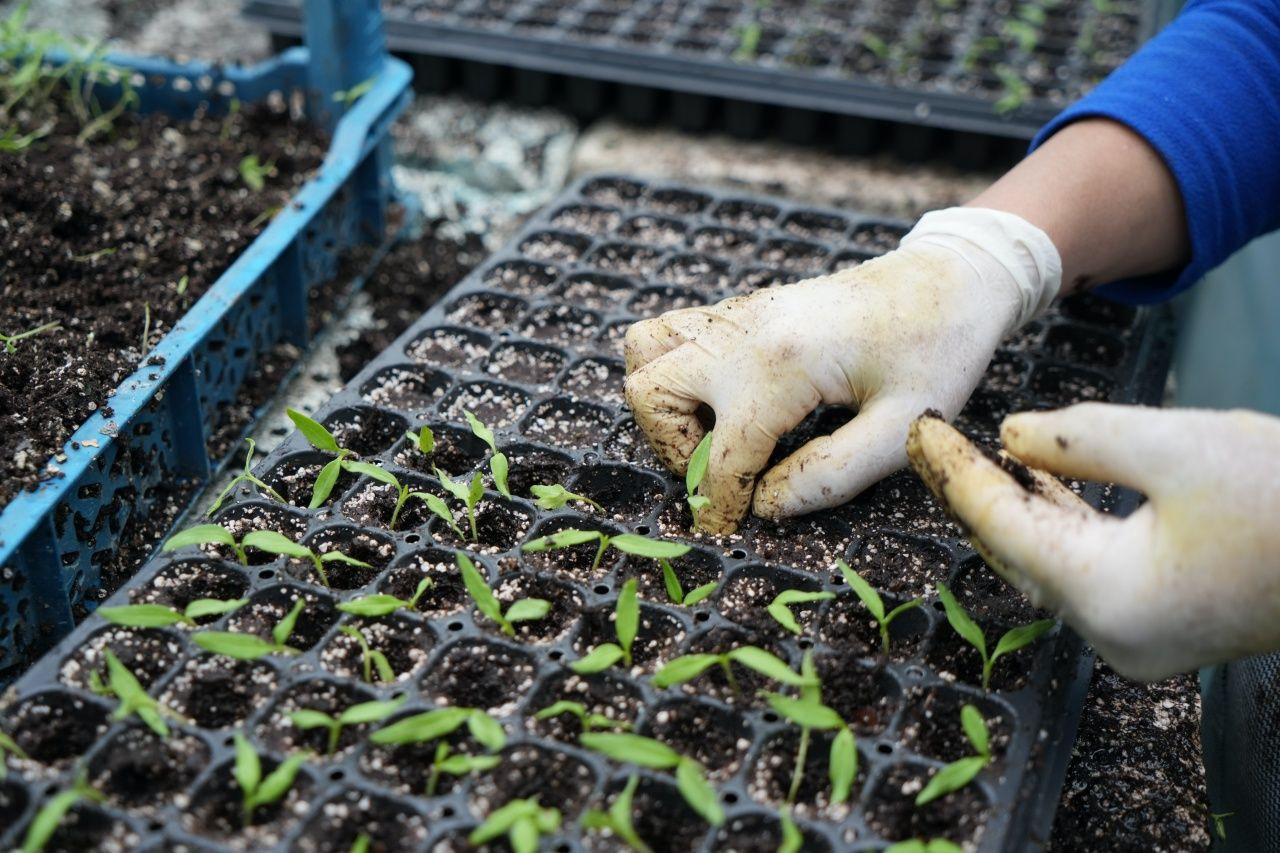 Erzincan’da tarım devrimi! Milyonlarca sebze fidesi profesyonel seralarda yetişiyor - Sayfa 6