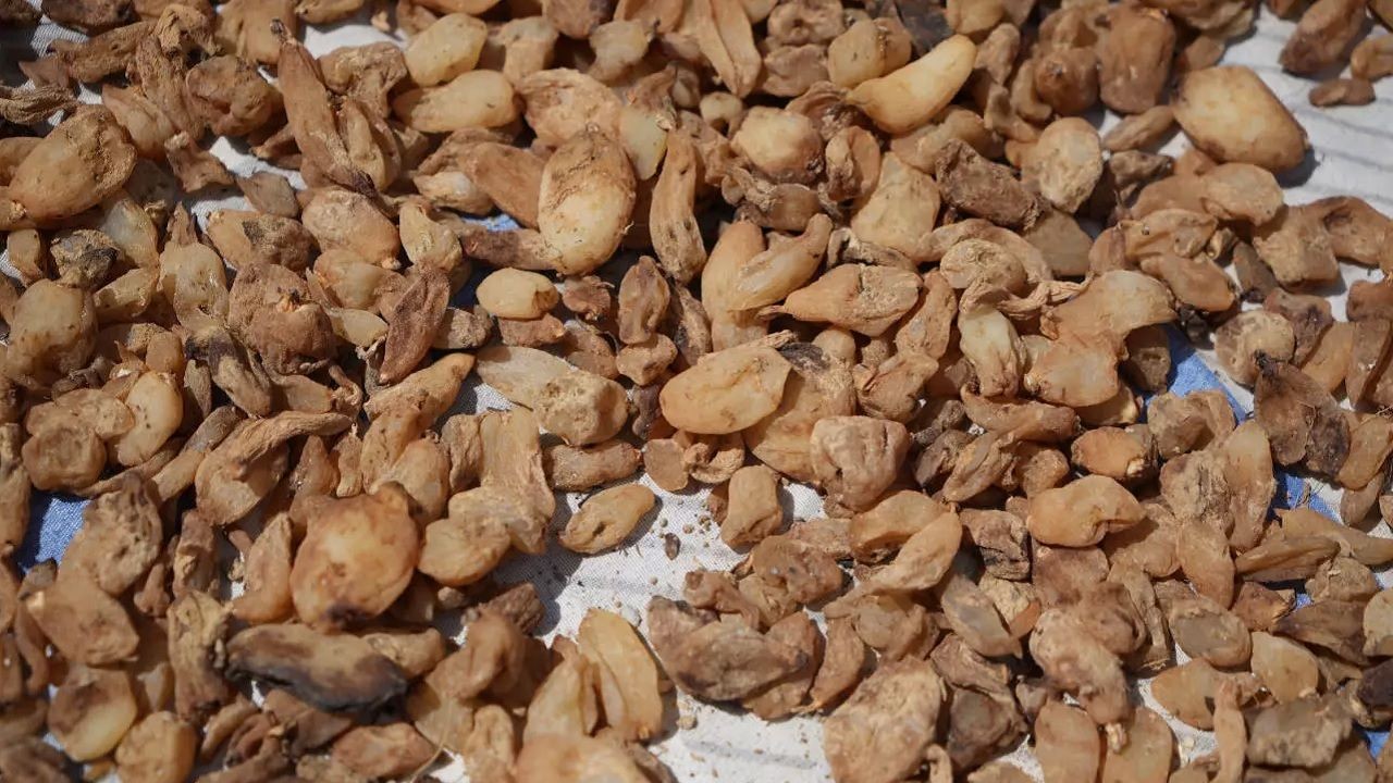 Samsun'da 'topraktan çıkan altın': Salebin kilosu 3 bin TL, dönümü milyonlar kazandırıyor - Sayfa 4