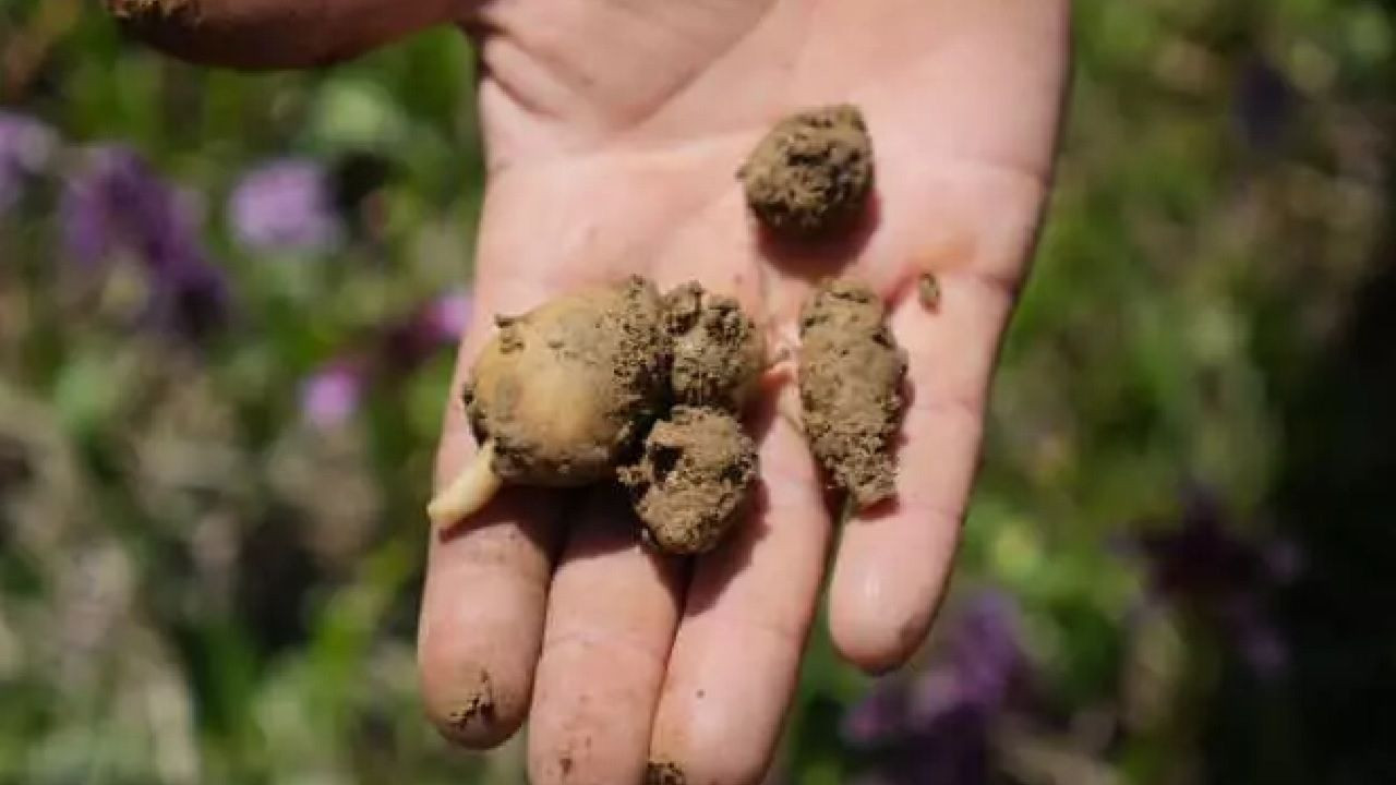 Samsun'da 'topraktan çıkan altın': Salebin kilosu 3 bin TL, dönümü milyonlar kazandırıyor - Sayfa 5