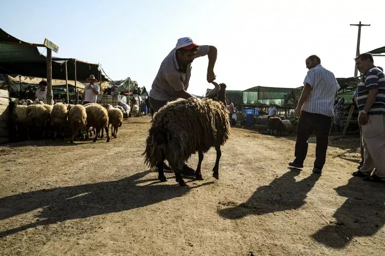 Kurban pazarları kurulmaya başlandı: Peki fiyatlarda durum nasıl? - Sayfa 10