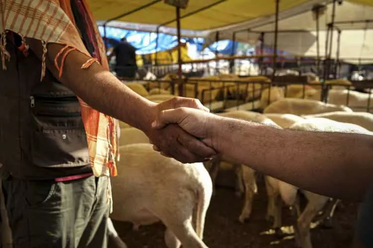 Kurban pazarları kurulmaya başlandı: Peki fiyatlarda durum nasıl? - Sayfa 11