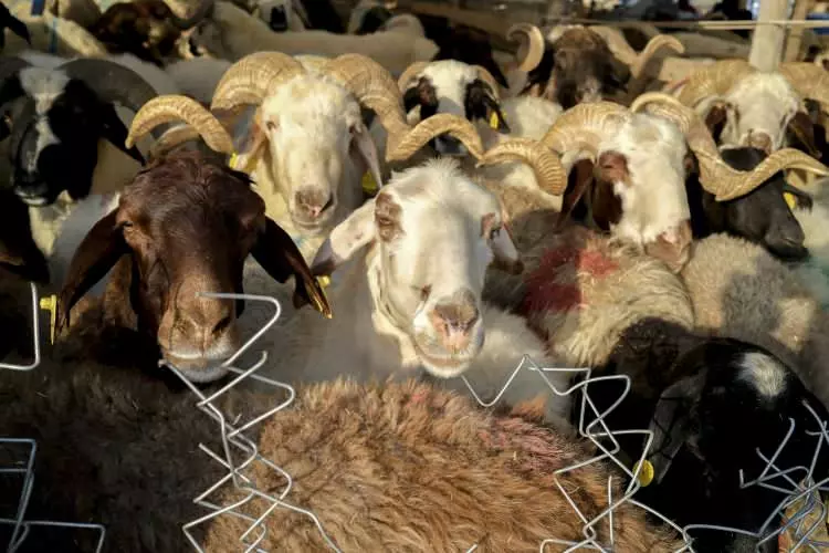 Kurban pazarları kurulmaya başlandı: Peki fiyatlarda durum nasıl? - Sayfa 12