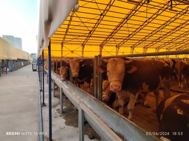Kurban pazarları kurulmaya başlandı: Peki fiyatlarda durum nasıl? - Sayfa 15