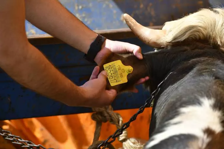 Kurban pazarları kurulmaya başlandı: Peki fiyatlarda durum nasıl? - Sayfa 16