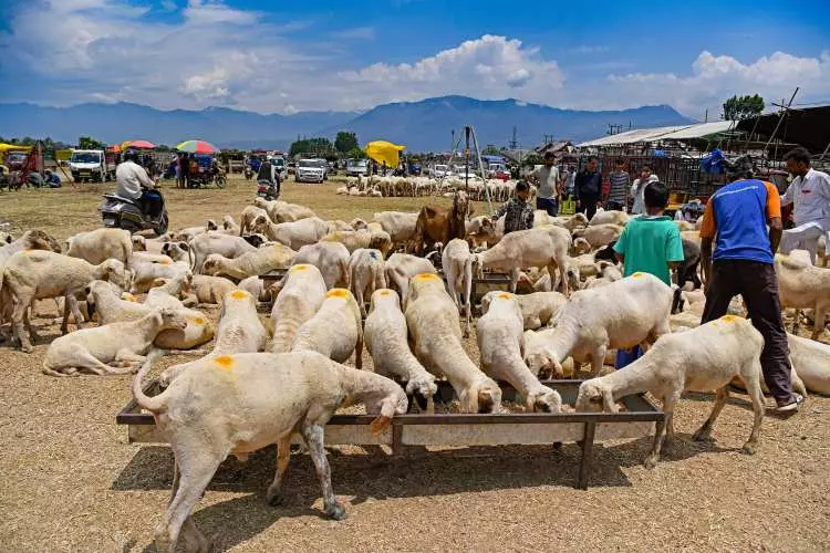 Kurban pazarları kurulmaya başlandı: Peki fiyatlarda durum nasıl? - Sayfa 17