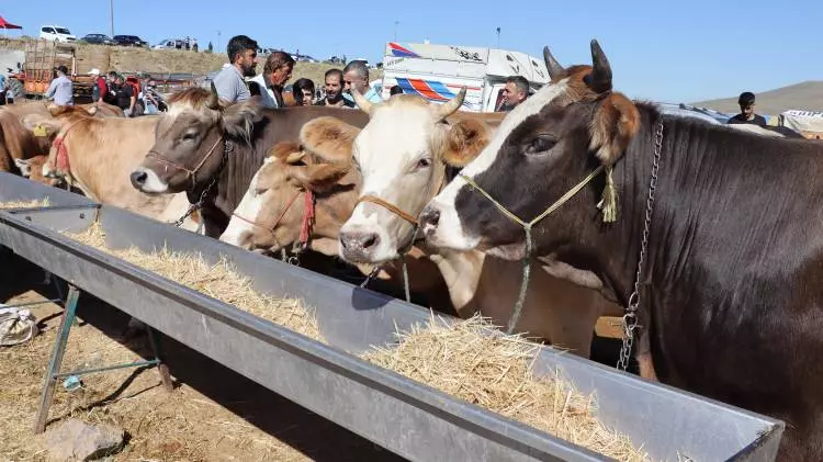 Kurban pazarları kurulmaya başlandı: Peki fiyatlarda durum nasıl? - Sayfa 21