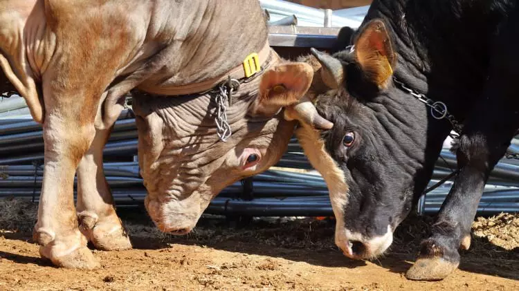 Kurban pazarları kurulmaya başlandı: Peki fiyatlarda durum nasıl? - Sayfa 22