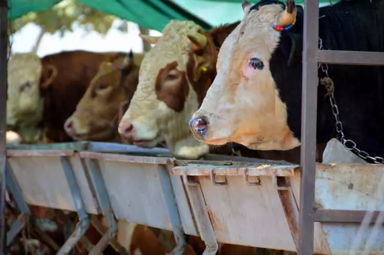 Kurban pazarları kurulmaya başlandı: Peki fiyatlarda durum nasıl? - Sayfa 26