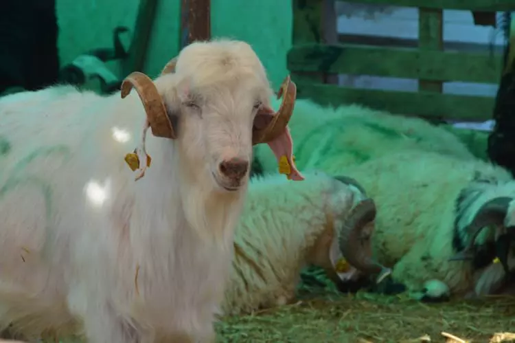 Kurban pazarları kurulmaya başlandı: Peki fiyatlarda durum nasıl? - Sayfa 27