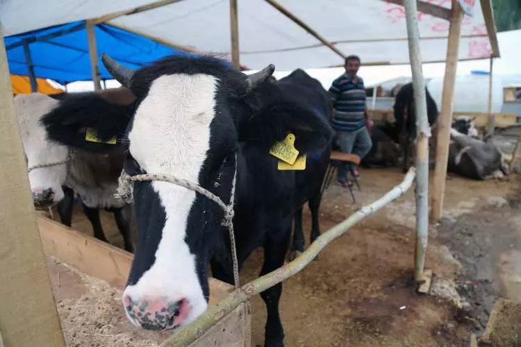 Kurban pazarları kurulmaya başlandı: Peki fiyatlarda durum nasıl? - Sayfa 29