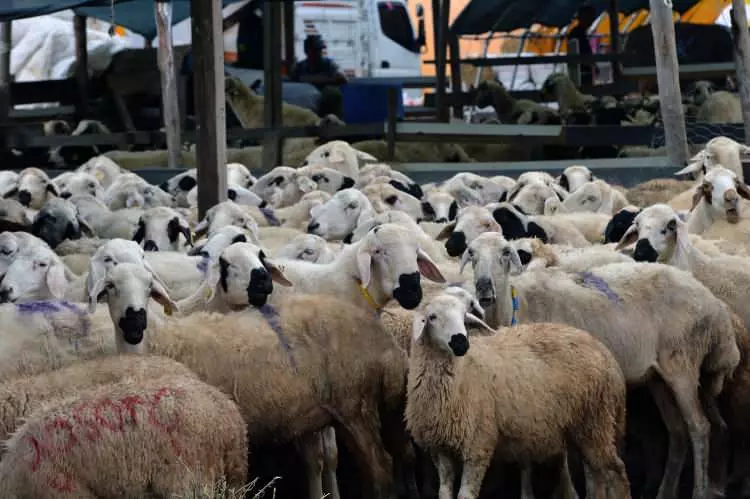 Kurban pazarları kurulmaya başlandı: Peki fiyatlarda durum nasıl? - Sayfa 30