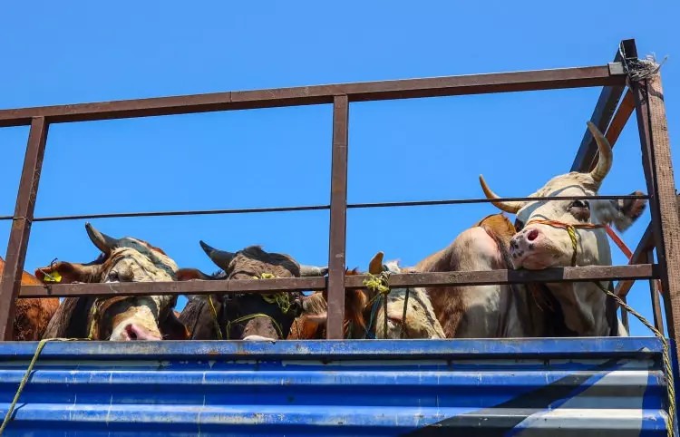 Kurban pazarları kurulmaya başlandı: Peki fiyatlarda durum nasıl? - Sayfa 4