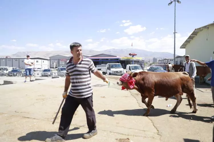 Kurban pazarları kurulmaya başlandı: Peki fiyatlarda durum nasıl? - Sayfa 5