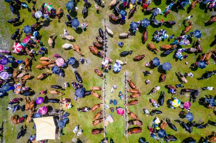 Kurban pazarları kurulmaya başlandı: Peki fiyatlarda durum nasıl? - Sayfa 6