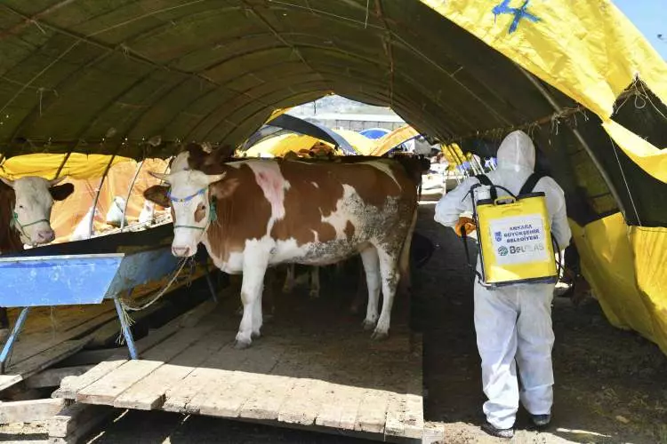 Kurban pazarları kurulmaya başlandı: Peki fiyatlarda durum nasıl? - Sayfa 7