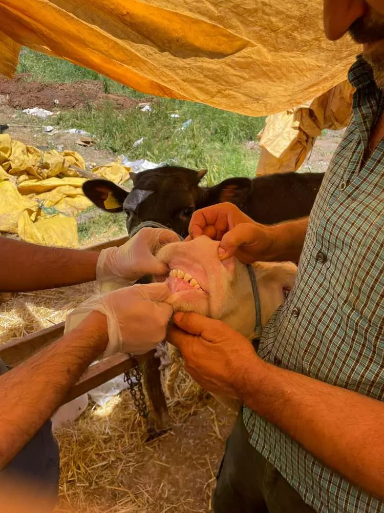 Kurban pazarları kurulmaya başlandı: Peki fiyatlarda durum nasıl? - Sayfa 8