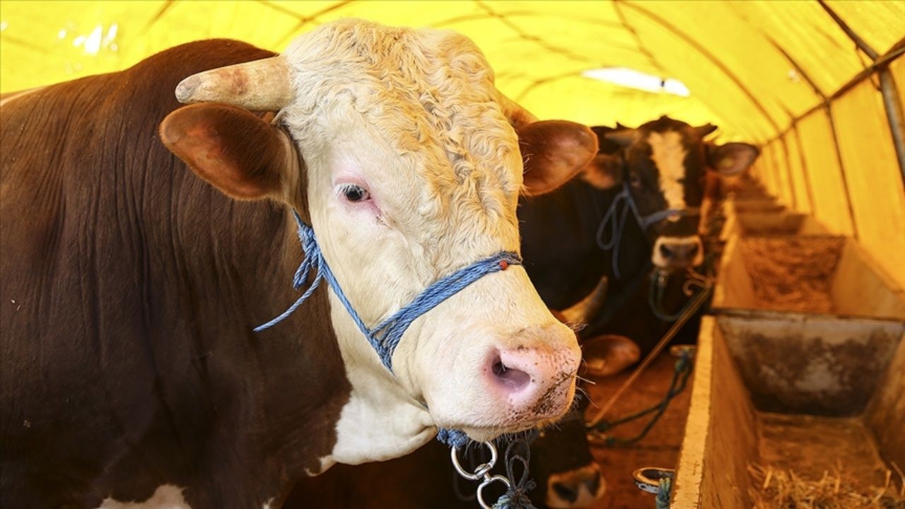 Kurban pazarları kurulmaya başladı! 2025 kurbanlık fiyatları ne kadar? - Sayfa 2