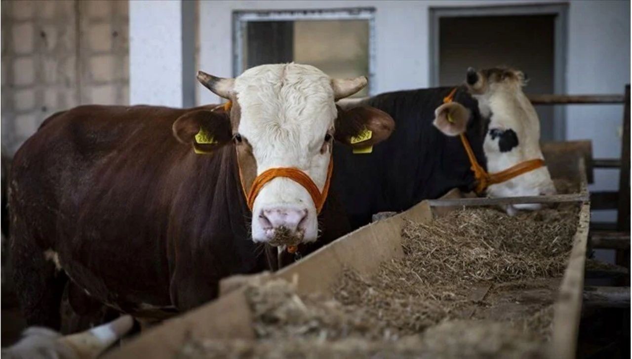 Kurban pazarları kurulmaya başladı! 2025 kurbanlık fiyatları ne kadar? - Sayfa 3