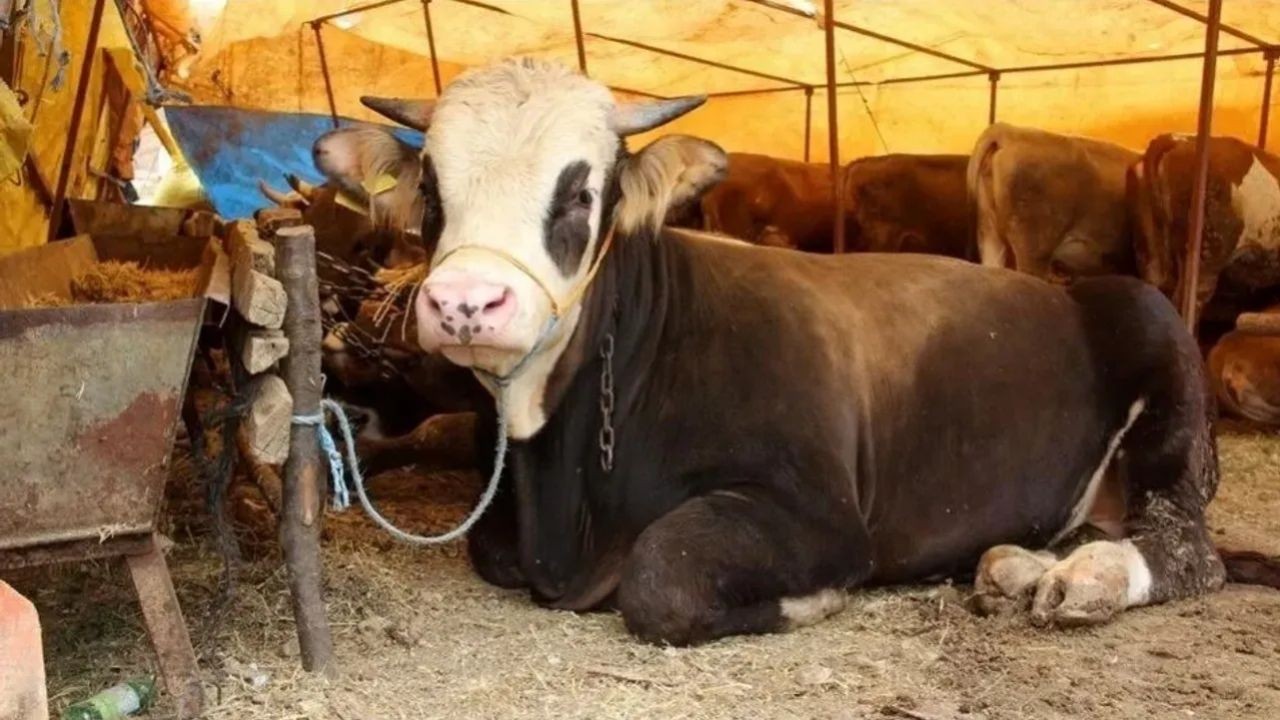 Kurban pazarları kurulmaya başladı! 2025 kurbanlık fiyatları ne kadar? - Sayfa 4