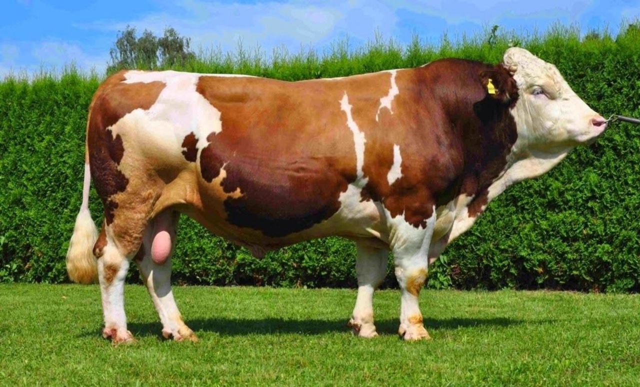 Kurban pazarları kurulmaya başladı! 2025 kurbanlık fiyatları ne kadar? - Sayfa 5