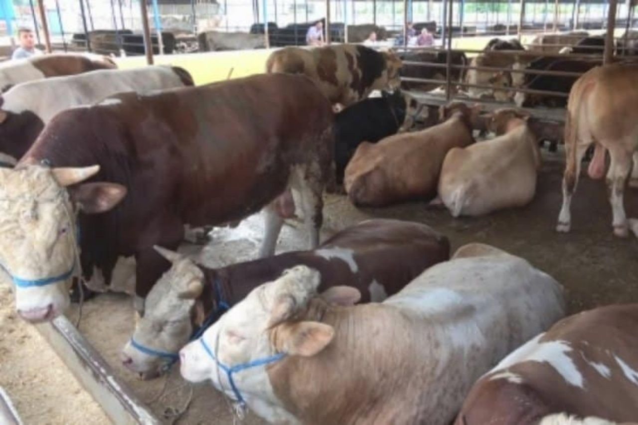 Kurban Bayramına kısa bir süre kala kurbanlık fiyatları belli oldu! Fiyatlar yüzde 30 arttı - Sayfa 4