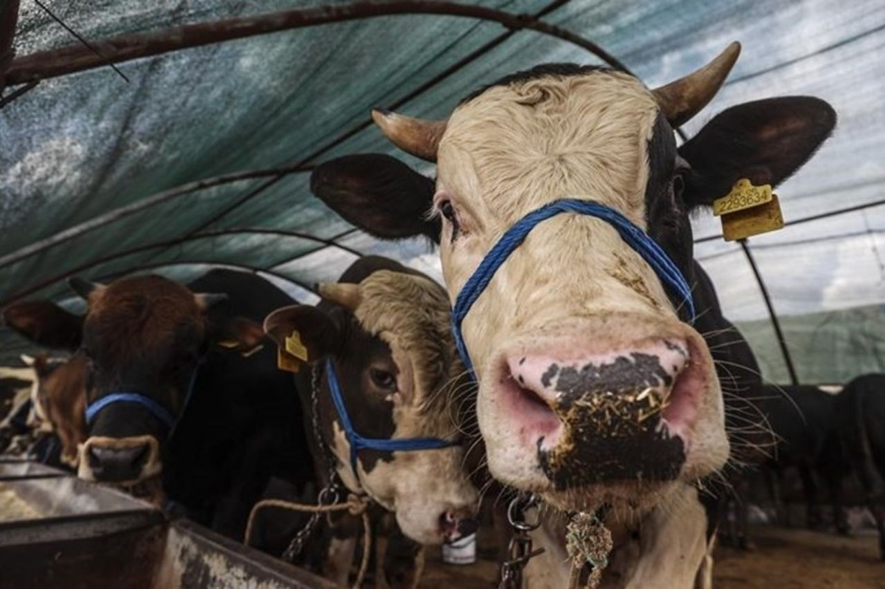 Kurban Bayramına kısa bir süre kala kurbanlık fiyatları belli oldu! Fiyatlar yüzde 30 arttı - Sayfa 5