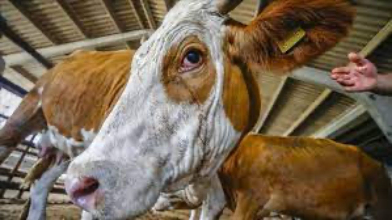 Kurban Bayramına kısa bir süre kala kurbanlık fiyatları belli oldu! Fiyatlar yüzde 30 arttı - Sayfa 6