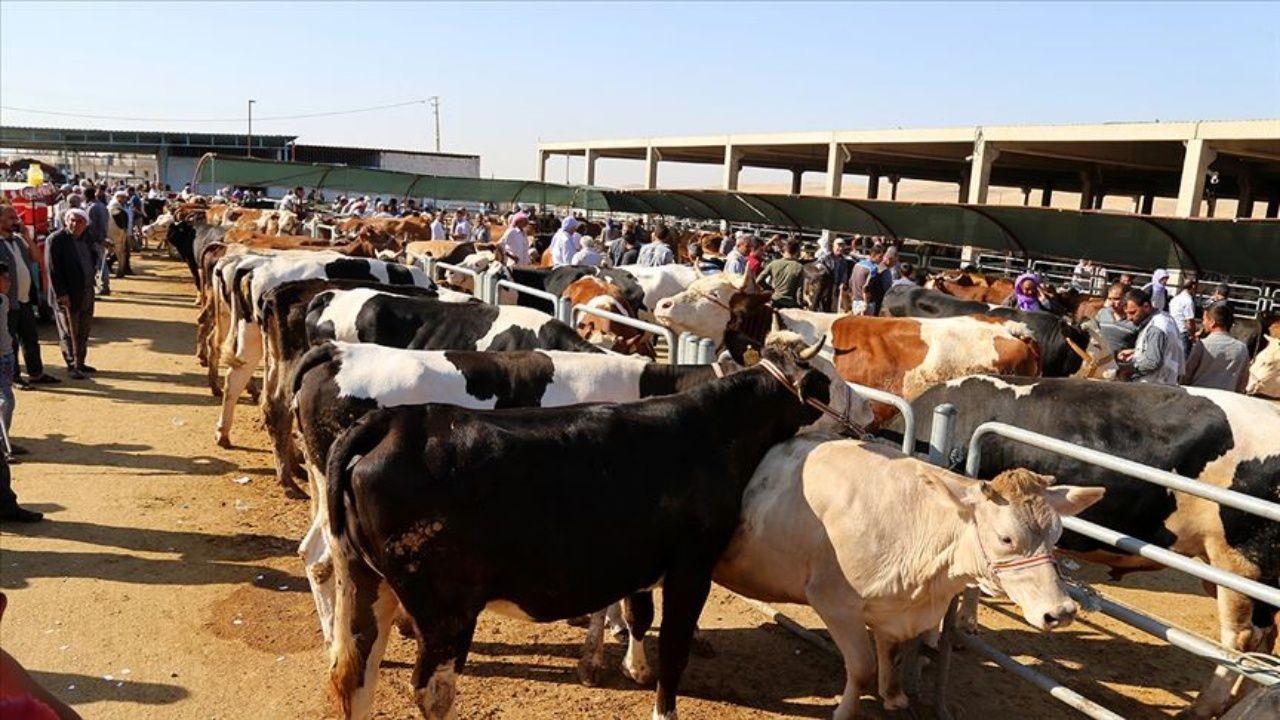 Kurban kesim ücretleri belli oldu - Sayfa 1