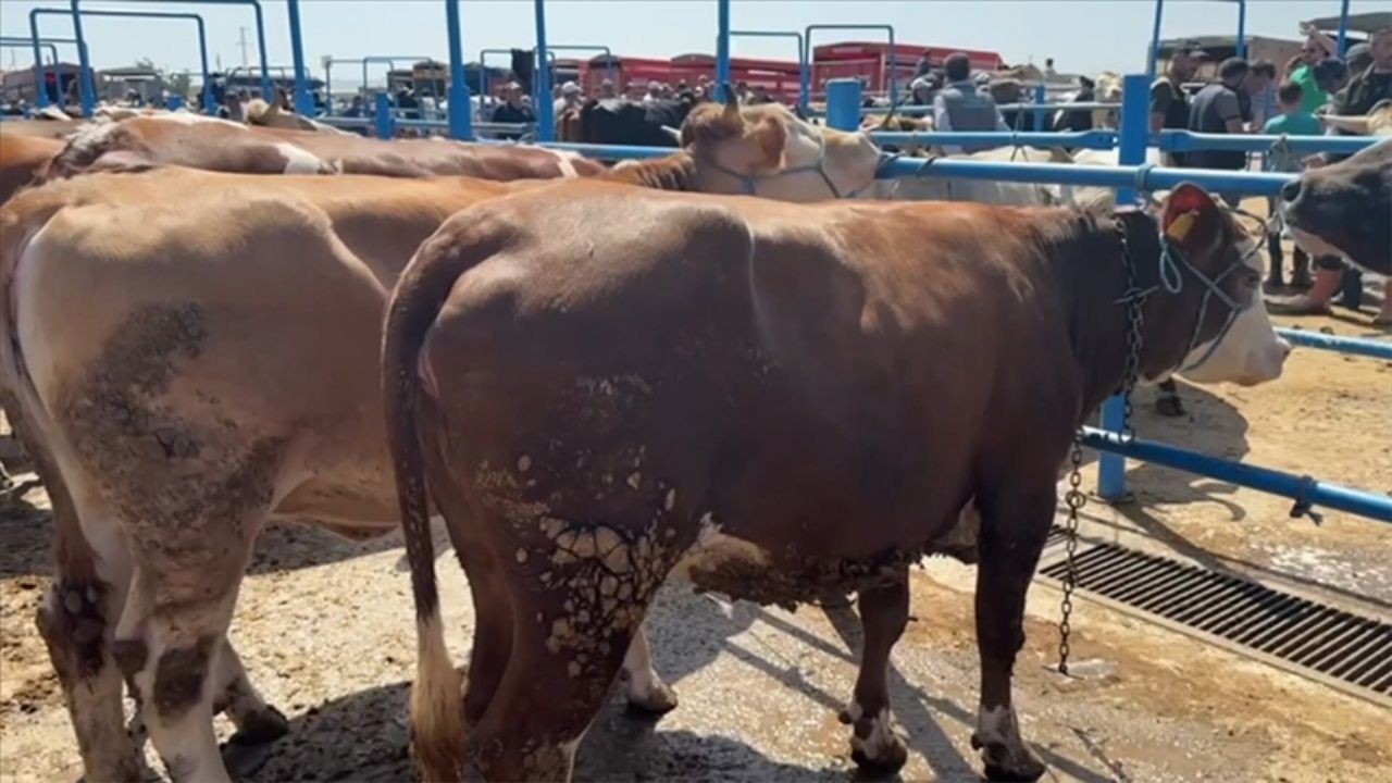 Kurban kesim ücretleri belli oldu - Sayfa 2
