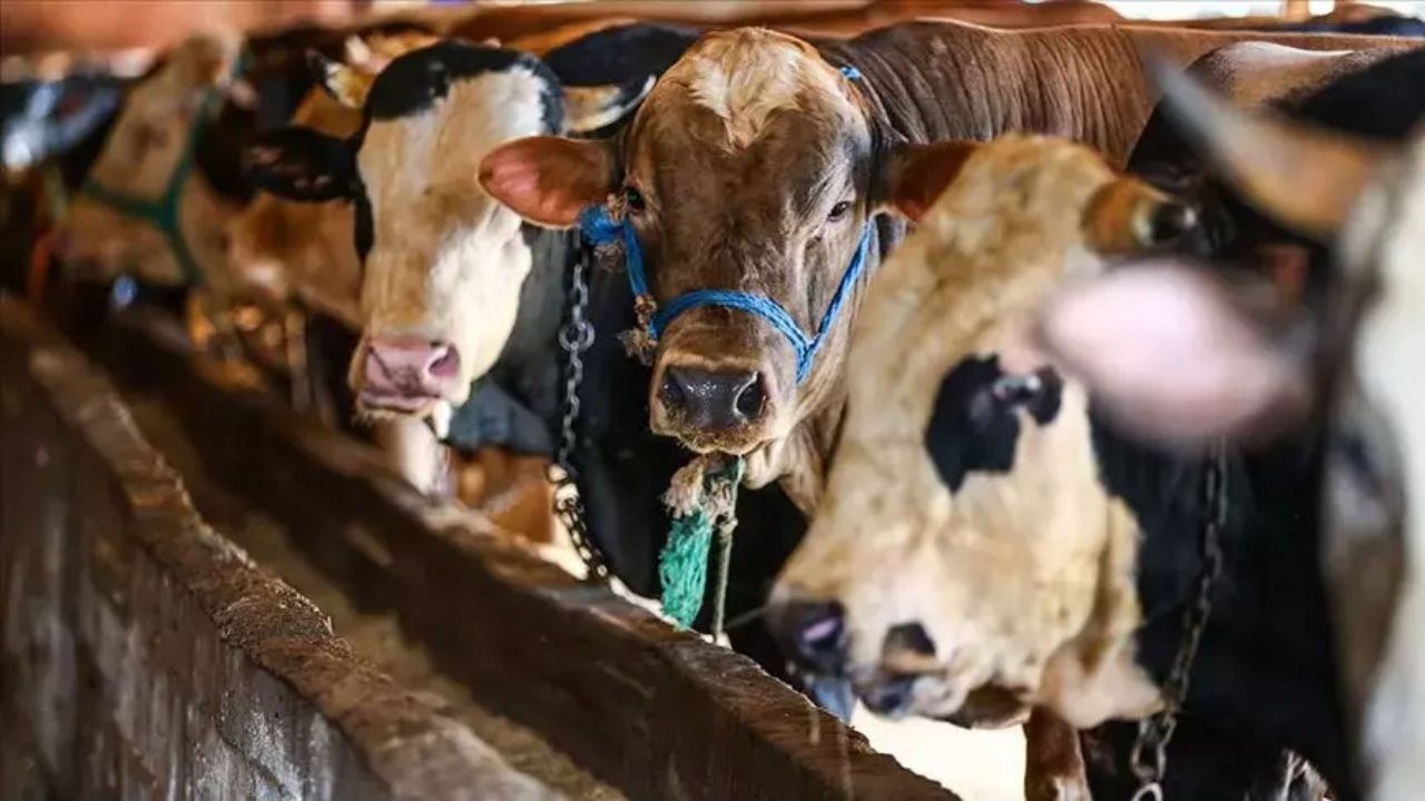 Kurban kesim ücretleri belli oldu - Sayfa 3