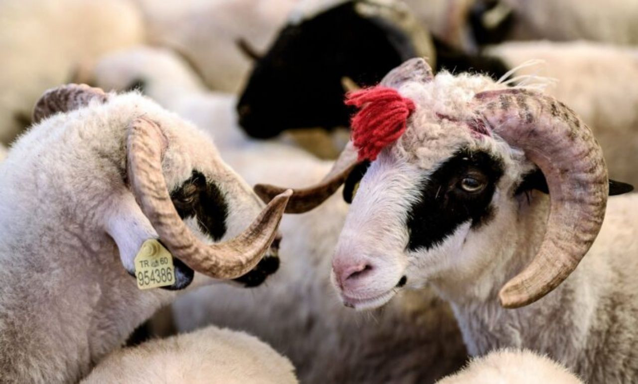 Kurban Bayramı’na sayılı günler kala pazarlıklar kızıştı! İşte il il kurbanlık fiyatları - Sayfa 15