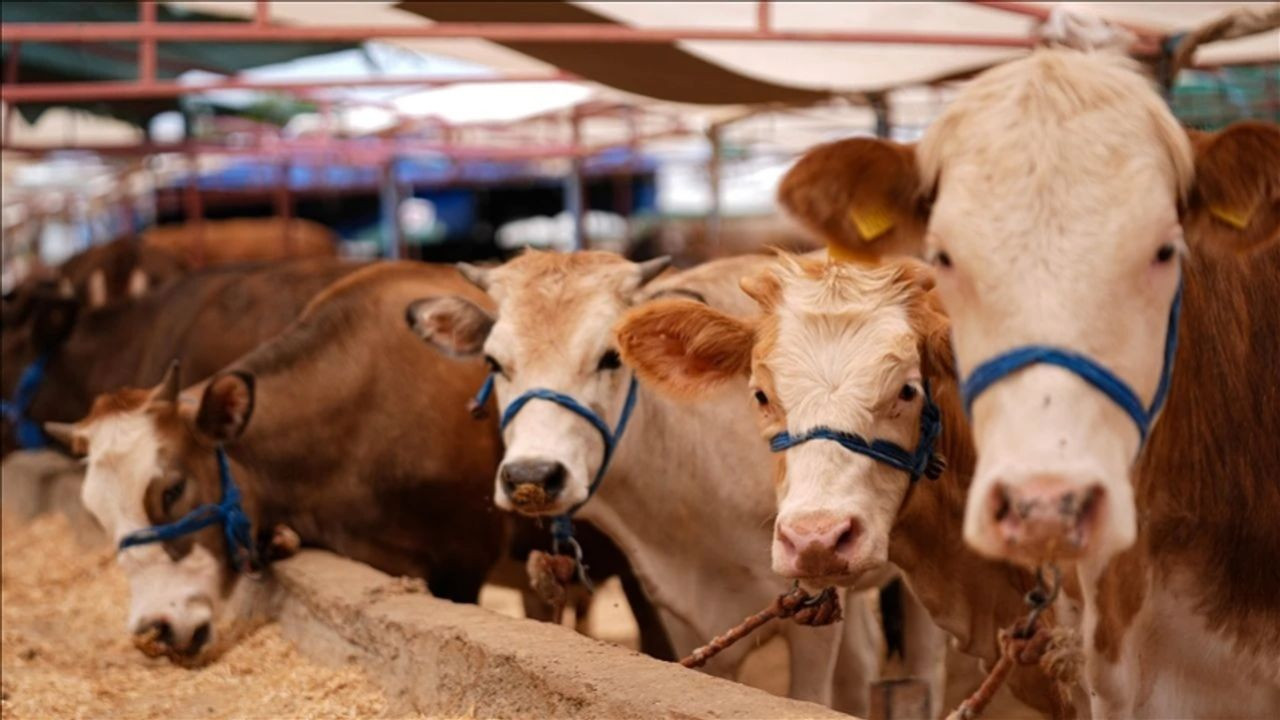 Kurban Bayramı’na sayılı günler kala pazarlıklar kızıştı! İşte il il kurbanlık fiyatları - Sayfa 10