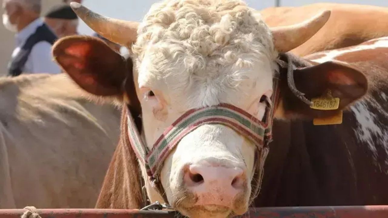 Kurban Bayramı’na sayılı günler kala pazarlıklar kızıştı! İşte il il kurbanlık fiyatları - Sayfa 2