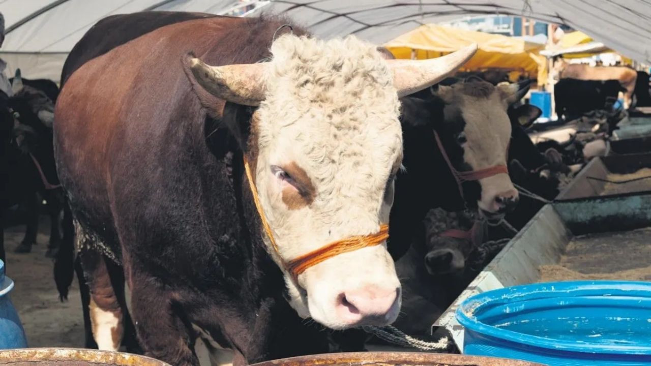 Kurban Bayramı’na sayılı günler kala pazarlıklar kızıştı! İşte il il kurbanlık fiyatları - Sayfa 13