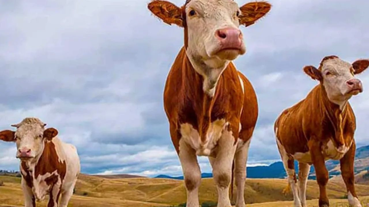 Kurban Bayramı’na sayılı günler kala pazarlıklar kızıştı! İşte il il kurbanlık fiyatları - Sayfa 12