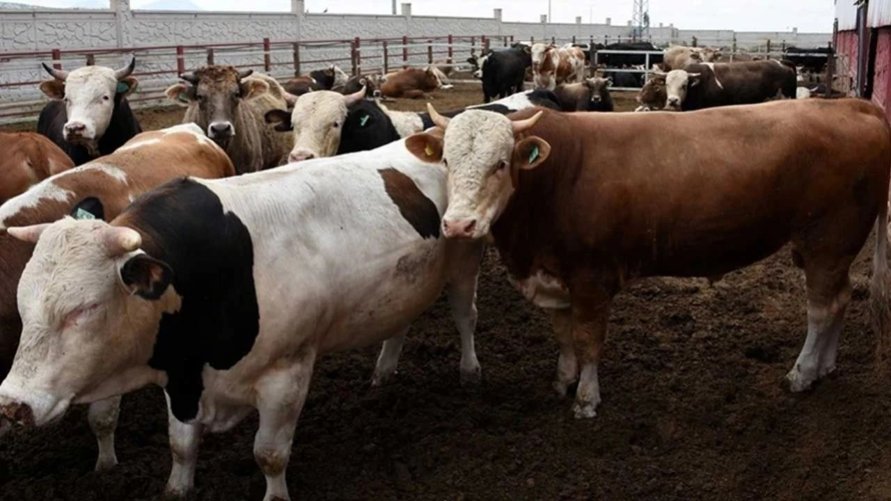 Kurban Bayramı’na sayılı günler kala pazarlıklar kızıştı! İşte il il kurbanlık fiyatları - Sayfa 5