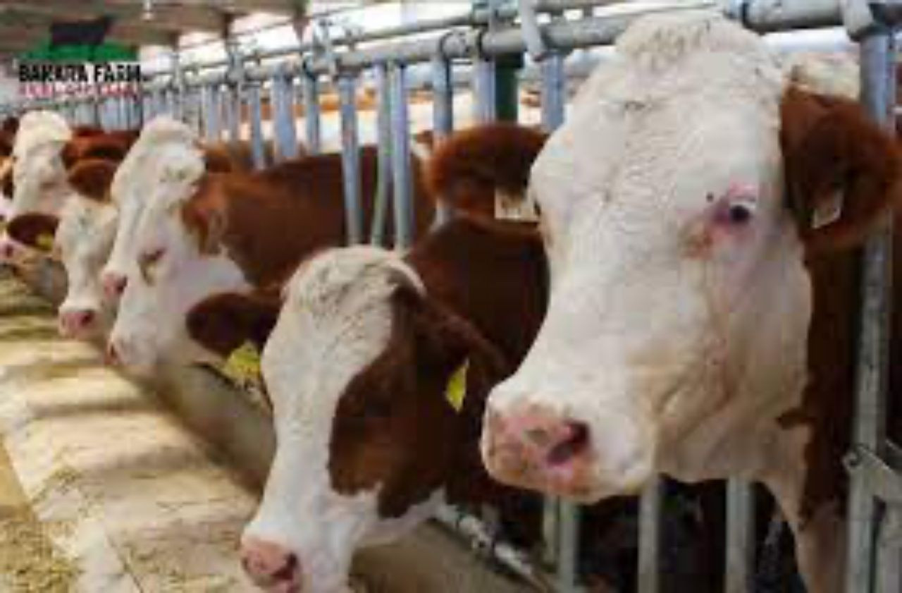 Kurban Bayramı’na sayılı günler kala pazarlıklar kızıştı! İşte il il kurbanlık fiyatları - Sayfa 6