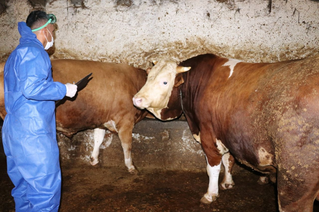 Kurban Bayramı’na sayılı günler kala pazarlıklar kızıştı! İşte il il kurbanlık fiyatları - Sayfa 7