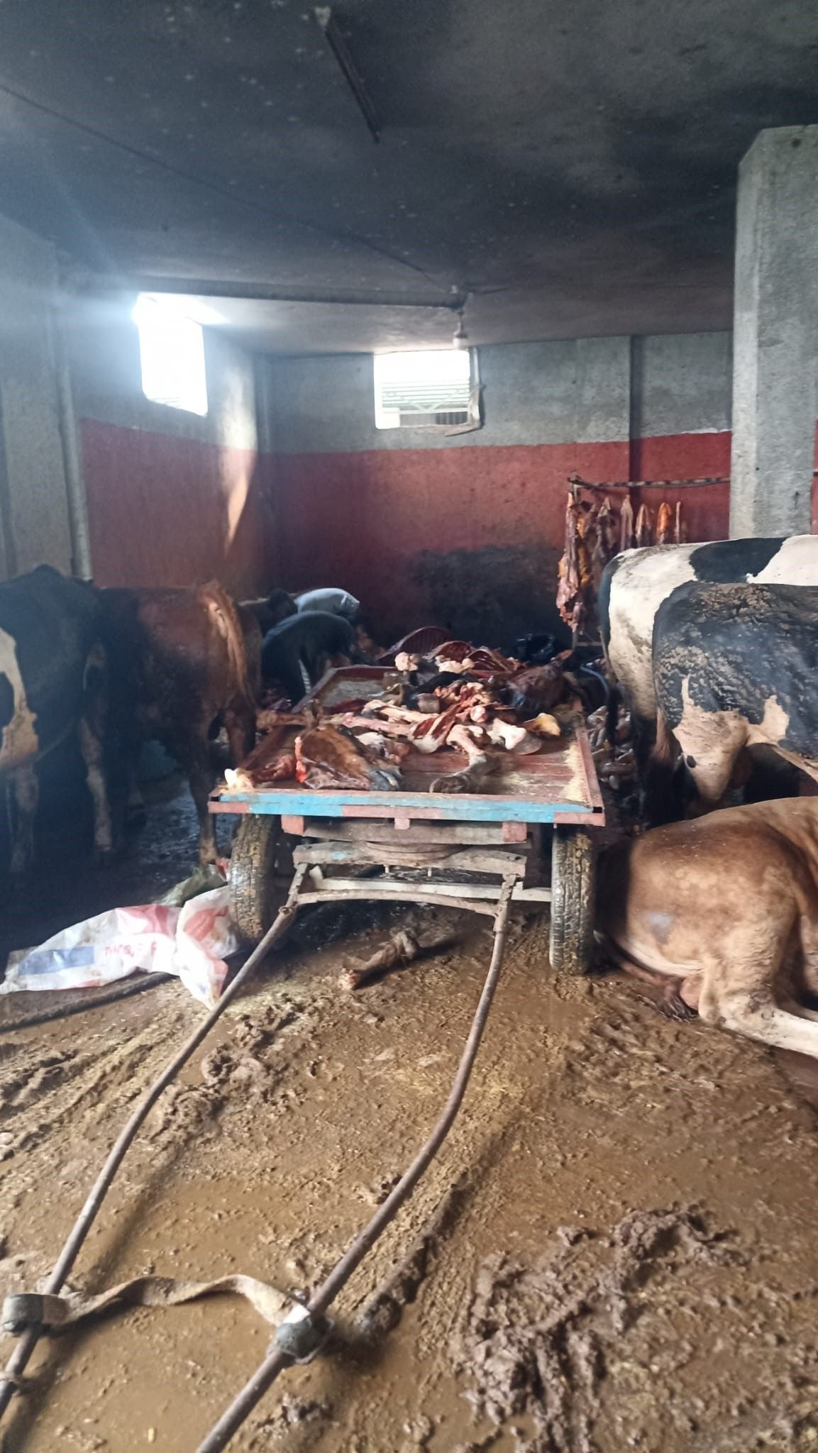Kebabın başkenti Adana'da skandallar zinciri: Bu kez de 2.5 ton at eti ele geçirildi - Sayfa 1