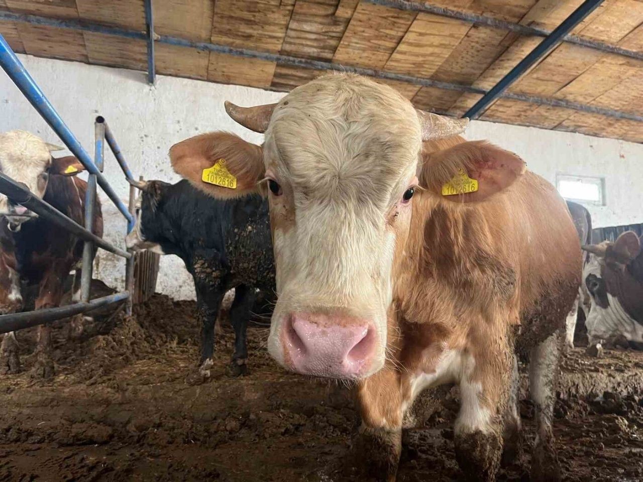Kurban pazarlarında hareketlilik! Fiyatlar ve pazarlıklar gündemde - Sayfa 3