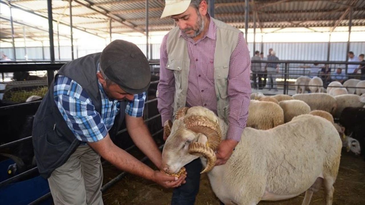 Cezalar belli oldu! Sokakta kurban kesip atıklarını gömenlere 16.609 TL lira ceza - Sayfa 1