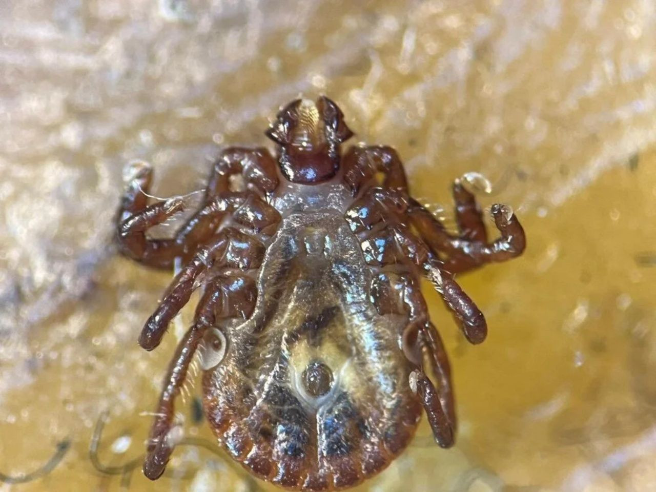 Türkiye'de yeni kene türü tespit edildi! 30’dan fazla hastalık taşıyor, uyarilar artıyor - Sayfa 7